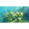 Chasing - Gladius Mini Underwater ROV - USED